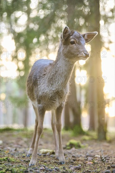 Fallow deer (Dama dama) fawn standing in a forest, Bavaria, Germany, Europe