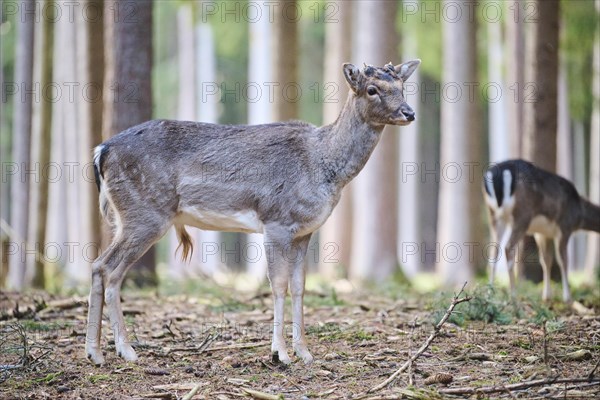 Fallow deer (Dama dama) buck standing in a forest, Bavaria, Germany, Europe