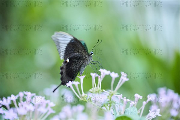 Paris peacock (Papilio paris) sitting on a flower, Germany, Europe