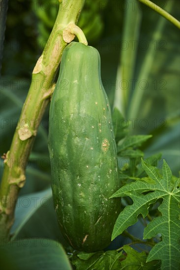 Papaya (Carica papaya) fruit hanging on a tree in a greenhouse, Germany, Europe