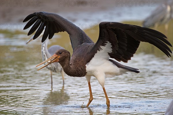 Black stork (Ciconia nigra), young bird with fish, Mecklenburg-Western Pomerania, Germany, Europe