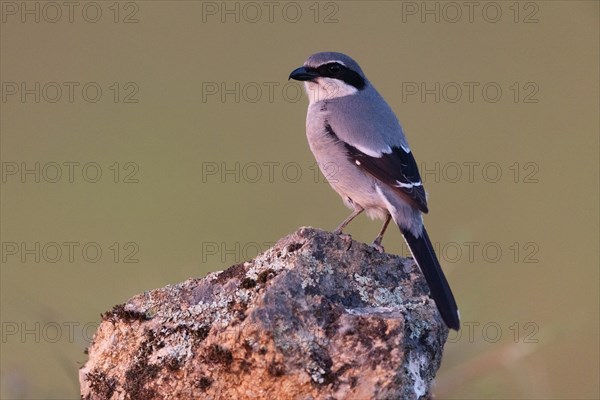 Iberian Grey Shrike (Lanius meridionalis), Southern Grey Shrike, Fuerteventura, Extremadura, Spain, Europe