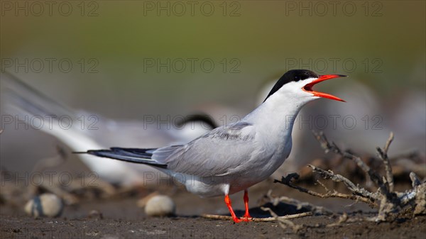 Common Tern (Sterna hirundo), calling in breeding colony, Danube Delta Biosphere Reserve, Romania, Europe