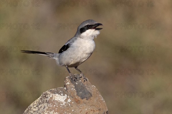 Great Grey Shrike (Lanius excubitor koenigi) calling, Fuerteventura, Canary Islands, Spain, Europe