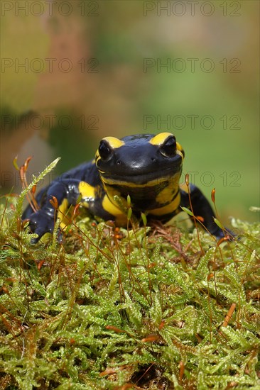 Fire salamander (Salamandra salamandra), running over moss, looking into the camera, animal portrait, wildlife, North Rhine-Westphalia, Germany, Europe