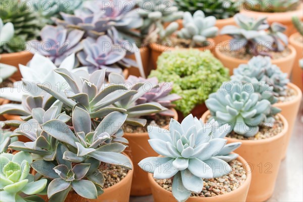 Various types of succulent in flower pots in the greenhouse. Closeup, selective focus