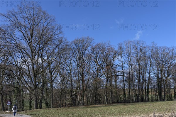 Bare oak trees (Quercus) behind St Egidien Church Eckental, Middle Franconia, Bavaria, Germany, Europe