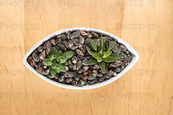 Small succulents in a ceramic pot on a wooden background