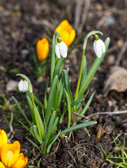 White Galanthus germinate in the spring in the garden. Symbol of spring