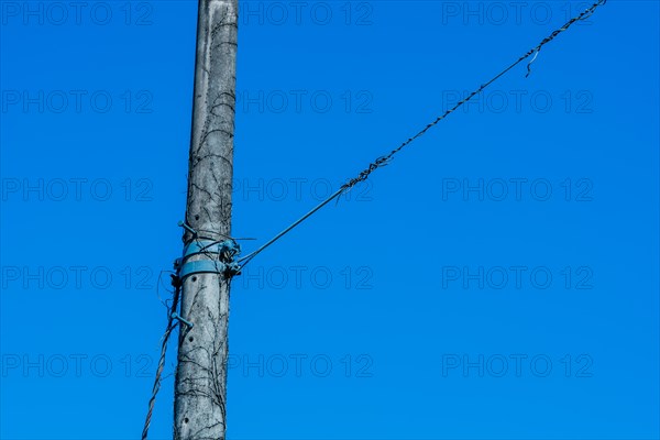 Vines growing up side of concrete telephone pole surrounded by dry leafless branches in South Korea