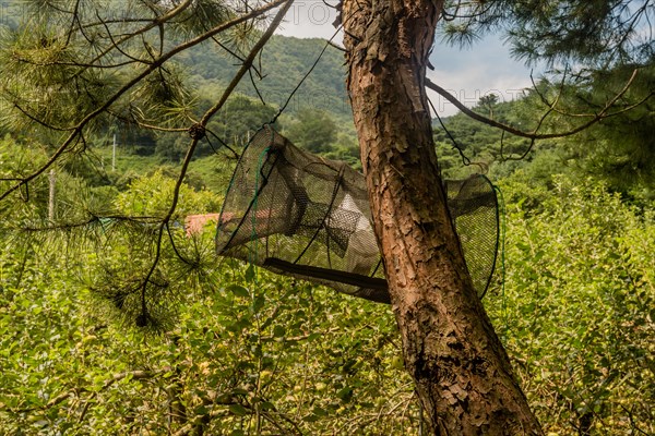Minnow trap hanging from branch of evergreen tree in rural wilderness in South Korea