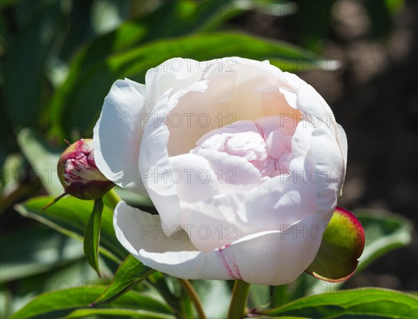 Pink peony flower in a botanical garden