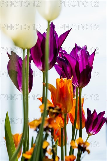 Blooming tulips, lakeside promenade, Ueberlingen, Lake Constance, Baden-Wuerttemberg, Germany, Europe