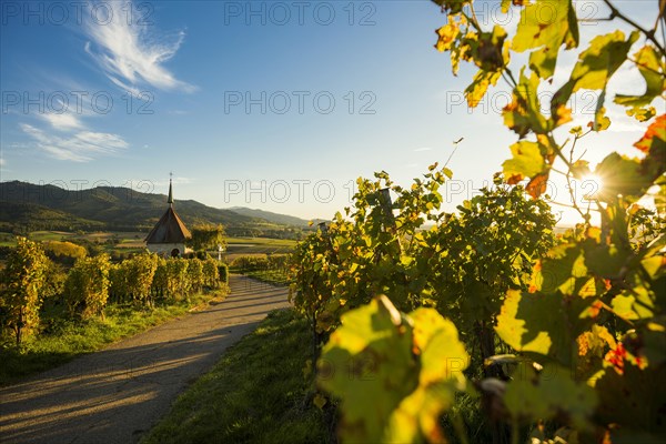 Mount of Olives Chapel in the vineyards, sunset, Ehrenstetten, Markgraeflerland, Black Forest, Baden-Wuerttemberg, Germany, Europe