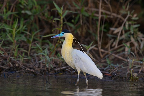 Capped Heron (Pilherodius pileatus) Pantanal Brazil