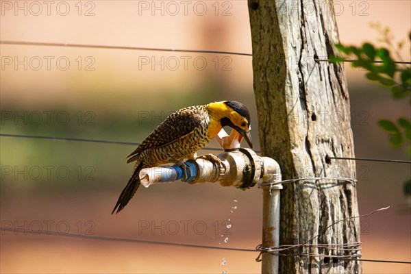 Pileated campo flicker (Colaptes campestris) Pantanal Brazil