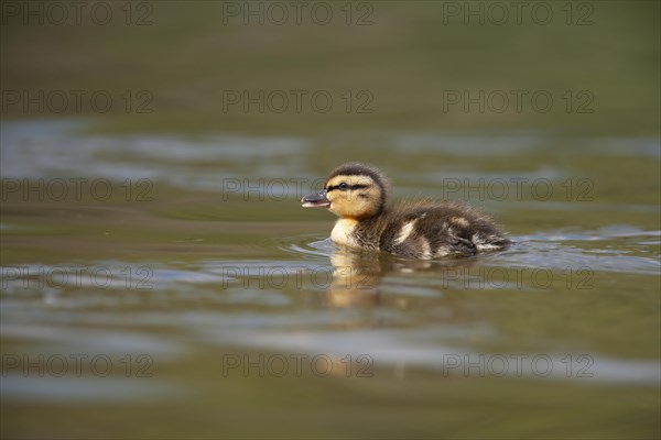 Mallard duck (Anas platyrhynchos) juvenile baby duckling on a lake, England, United Kingdom, Europe