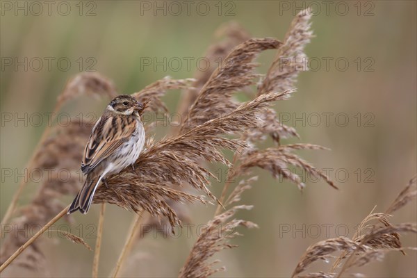 Reed bunting (Emberiza schoeniclus) adult female bird feeding on a Common reed seed head in a reedbed, England, United Kingdom, Europe