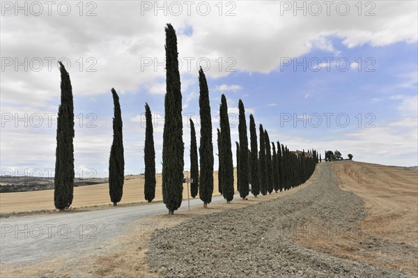 Cypress avenue with farmhouse, south of Pienza, Tuscany, Italy, Europe