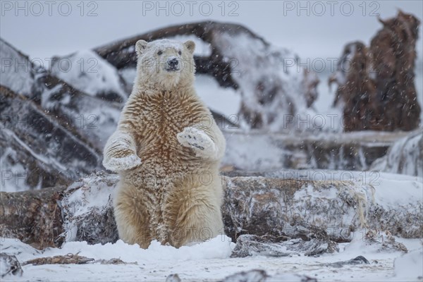 Polar bear (Ursus maritimus), young, standing between whale bones, playing, Kaktovik, Arctic National Wildlife Refuge, Alaska, USA, North America