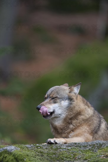 European wolf (Canis lupus lupus) adult animal licking its lips whilst resting on a rock in a woodland, Baveria, Germany, Captive, Europe