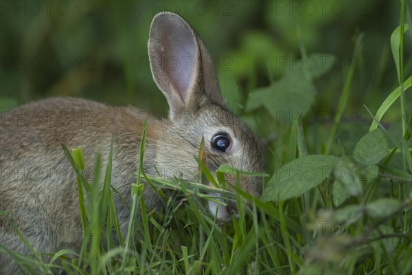 Rabbit (Oryctolagus cuniculus) adult animal feeding on grassland, Suffolk, England, United Kingdom, Europe