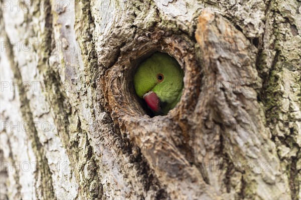 Rose-ringed parakeet (Psittacula krameri) looking out of its breeding den, wildlife, Germany, Europe