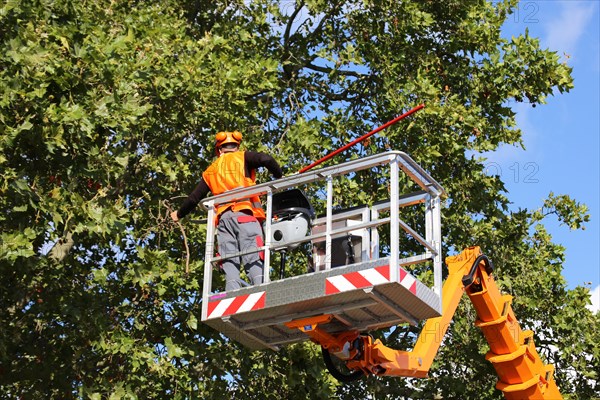 Workers on the work platform pruning or maintaining trees