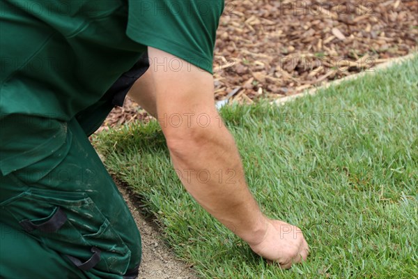 Gardener lays sod