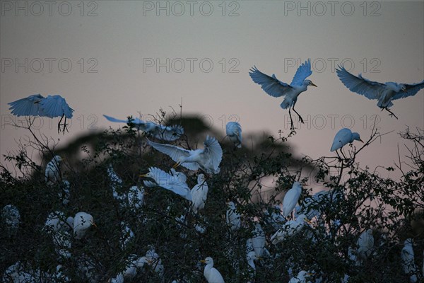 Cattle egret (Bubulcus ibis) roost Pantanal Brazil