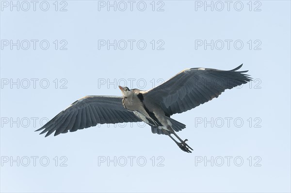 Grey Heron (Ardea cinerea) in flight, Germany, Europe