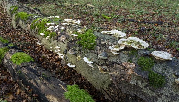 Hairy bracket (Trametes hirsuta), fruiting body on dead wood, trunk of a copper beech (Fagus sylvatica), Hainich National Park, Thuringia, Germany, Europe