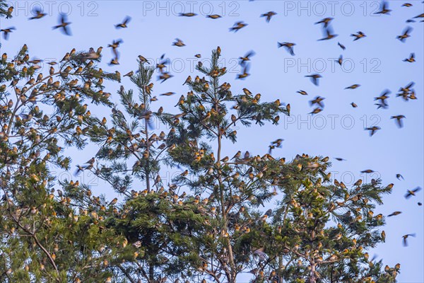 Natural spectacle in the Swabian Alb. Flocks of bramblings (Fringilla montifringilla) spend the winter near Schelklingen. They find plenty of food in the beech forests of the low mountain range. Experts estimate the number of birds at up to three million, Schelklingen, Baden-Wuerttemberg, Germany, Europe