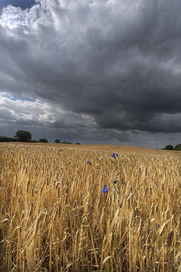 Rain clouds (Nimbostratus) over a ripe barleys (Hordeum vulgare), Vitense, Mecklenburg-Vorpommern, Germany, Europe