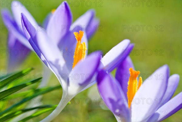 Spring crocus (Crocus Vernus) Munich, Bavaria, Germany, Europe