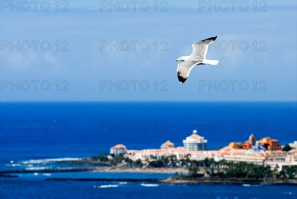 Los Cristianos Herring Gull (Larus Argentatus), Tenerife, Canary Islands, Spain, Europe