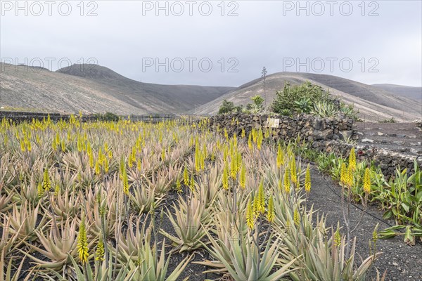 Aloe veras (Aloe vera), plantation, Haria, Lanzarote, Canary Islands, Spain, Europe