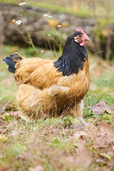 Chicken (Gallus gallus domesticus), 'Vorwerk', on a meadow, Bavaria, Germany, Europe
