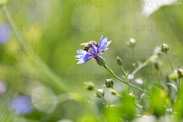Bee (Apiformes) on a flower in a flowering strip, Freising, Upper Bavaria, Bavaria, Germany, Europe