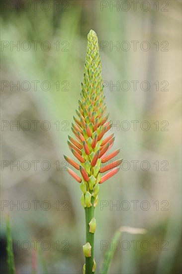 Candelabra aloe (Aloe arborescens) flower growing in a greenhouse, Germany, Europe