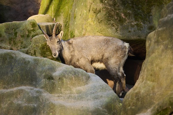 Alpine ibex (Capra ibex) female standing on a rock, Bavaria, Germany, Europe