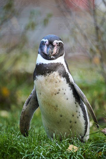 African penguin (Spheniscus demersus) standing on the ground, captive, Germany, Europe