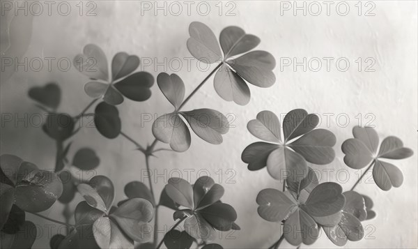 Clover leaves on a white background. Monochrome photo. AI generated