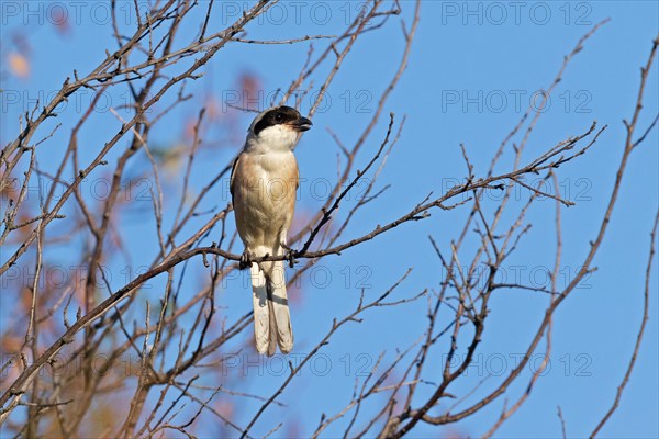 Lesser grey shrike (Lanius minor), Dobruja, Bulgaria, Europe