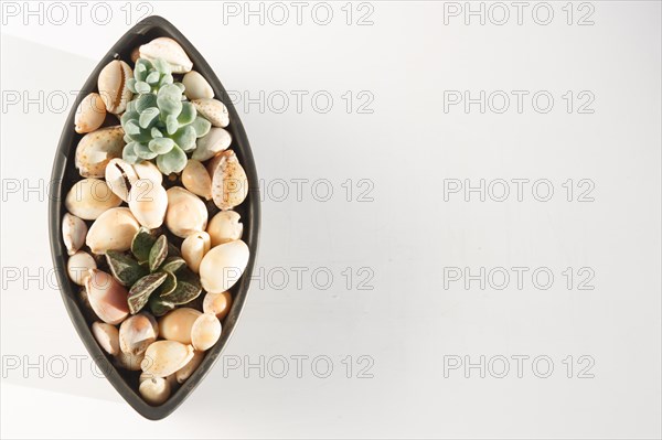 Small succulents in a ceramic pot on a white background with copy space. top view
