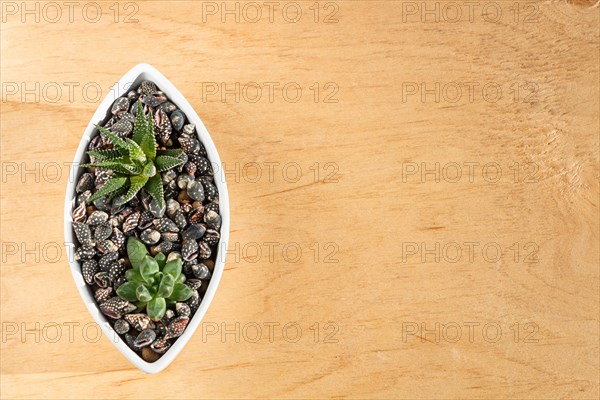 Small succulents in a ceramic pot on a wooden background with copy space. top view