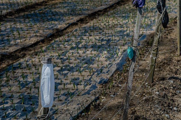 White surgical mask hanging on wooden fence pole beside crop of spring onions blurred in the background in South Korea