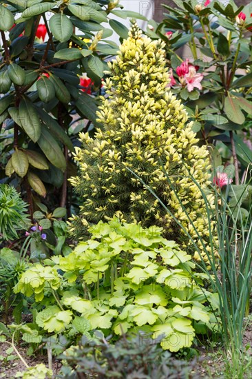 Young coniferous tree in the garden: spruce, fir. Beautiful landscape design