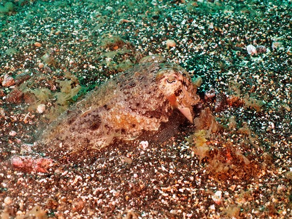 Well camouflaged common cuttlefish, common cuttlefish (Sepia officinalis) juvenile, dive site Los Cancajos, La Palma, Canary Islands, Spain, Atlantic Ocean, Europe