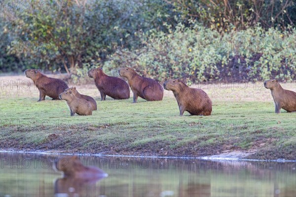 Capybara (Hydrochaeris hydrochaeris) Pantanal Brazil